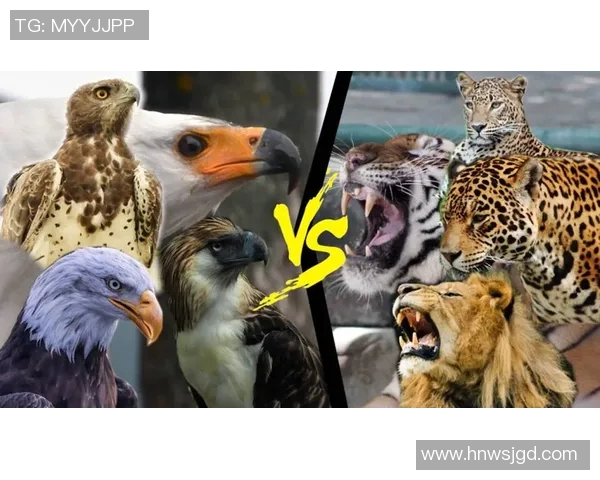 东珀斯老鹰与西南骇客激战正酣谁能在赛场上笑到最后